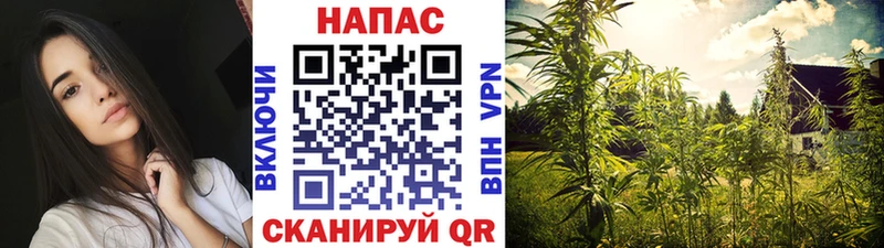 Бошки марихуана VHQ где купить наркотик mega ссылки Родники